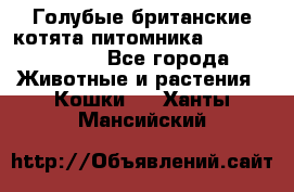 Голубые британские котята питомника Silvery Snow. - Все города Животные и растения » Кошки   . Ханты-Мансийский